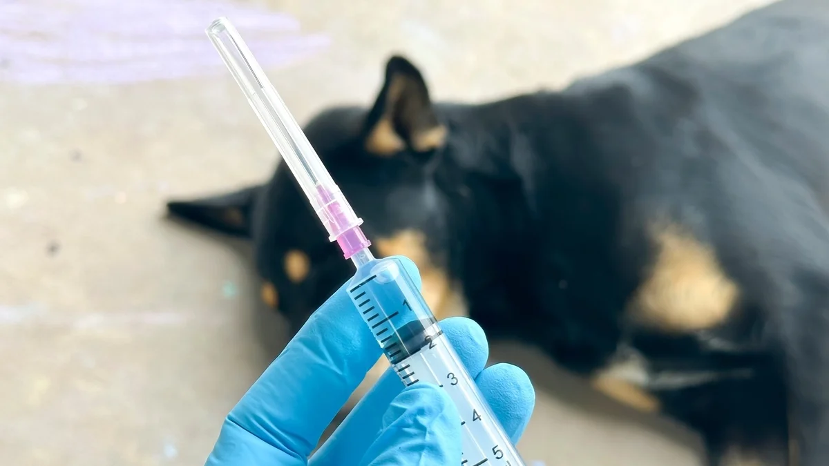 Conave emitió aviso epidemiológico de rabia humana