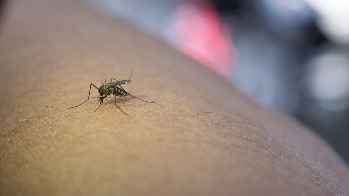 Plan Nacional para el Control del Dengue y otras Arbovirosis, un enfoque integral para reducir su impacto