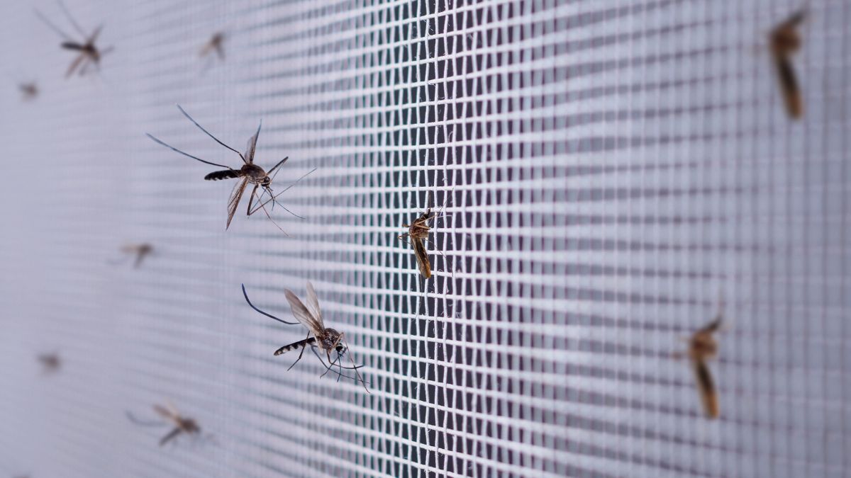 Día Internacional contra el Dengue: Edomex registra más de 4.300 casos en siete años y un repunte récord en 2024