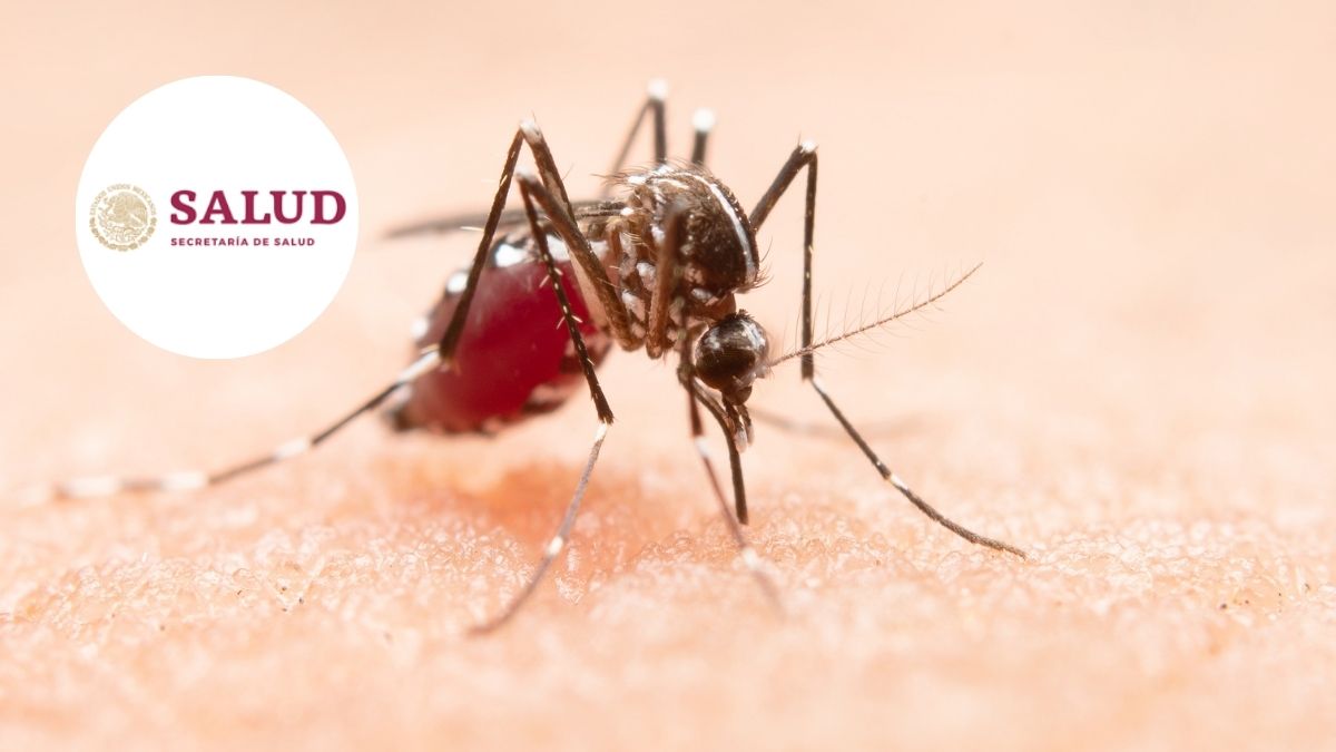 México reduce 85 los casos de dengue en 2025 con la Estrategia Nacional contra el dengue