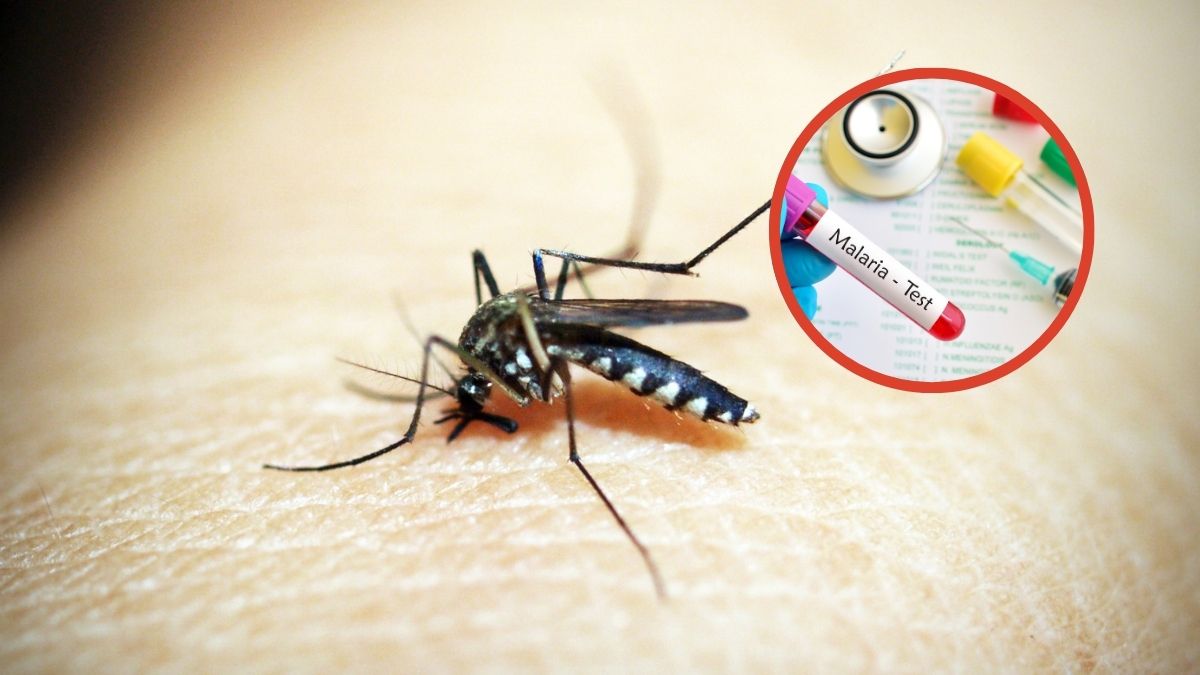 OPS llama a intensificar la eliminación de la malaria en las Américas y cerrar brechas en diagnóstico y tratamiento