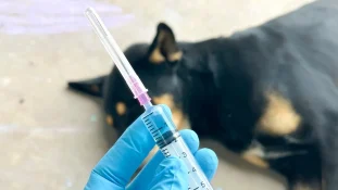 Conave emitió aviso epidemiológico de rabia humana