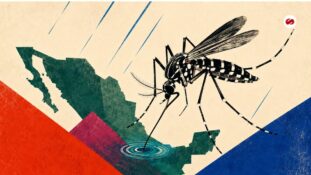 Dengue en México exige vigilancia pese a la reducción de casos en 2026