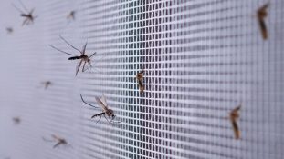 Día Internacional contra el Dengue: Edomex registra más de 4.300 casos en siete años y un repunte récord en 2024