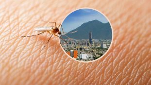 Nuevo León en alerta: autoridades sanitarias advierten aumento de dengue en agosto y septiembre