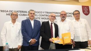 OPS acompaña a México y Cuba en transferencia tecnológica con Wolbachia para dengue y chikungunya